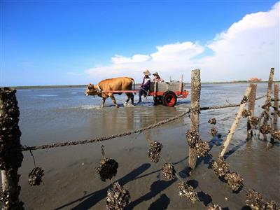 褒揚彰化縣「海牛文化」保存者魏清水