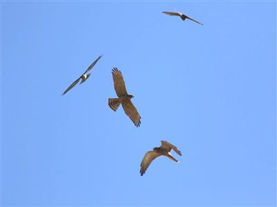 2026鷹揚八卦賞鷹活動 「八卦松林大角頭」