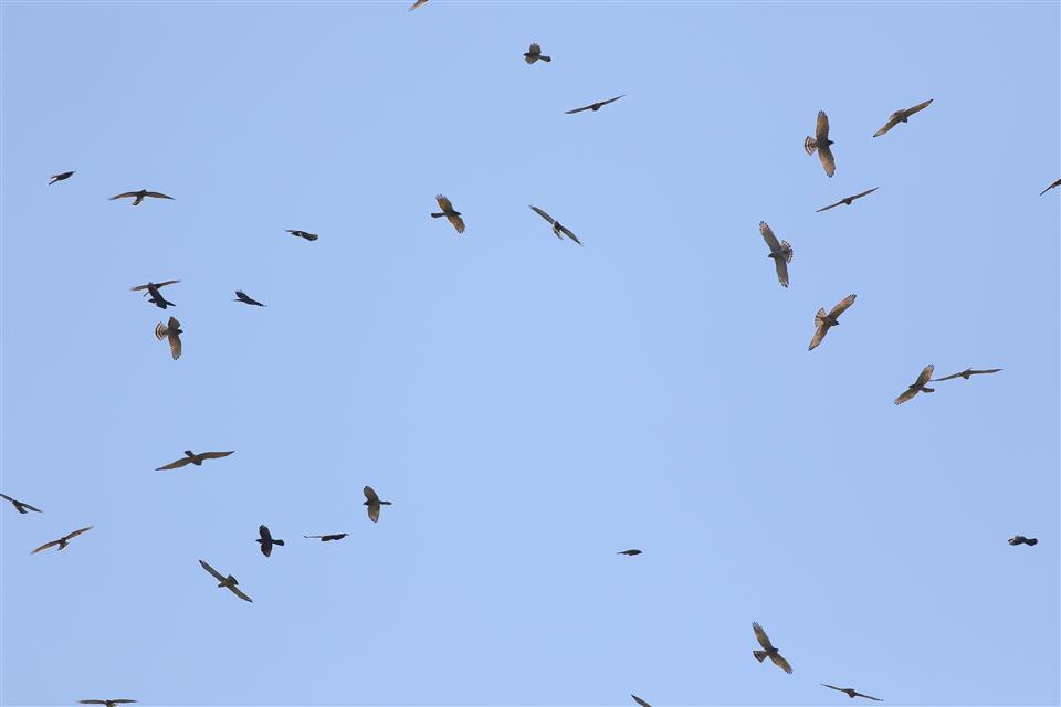 縮圖：09灰面鵟鷹