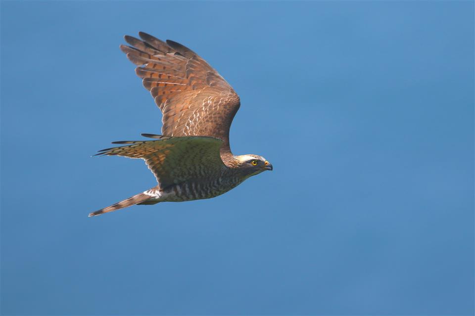 縮圖：12灰面鵟鷹4