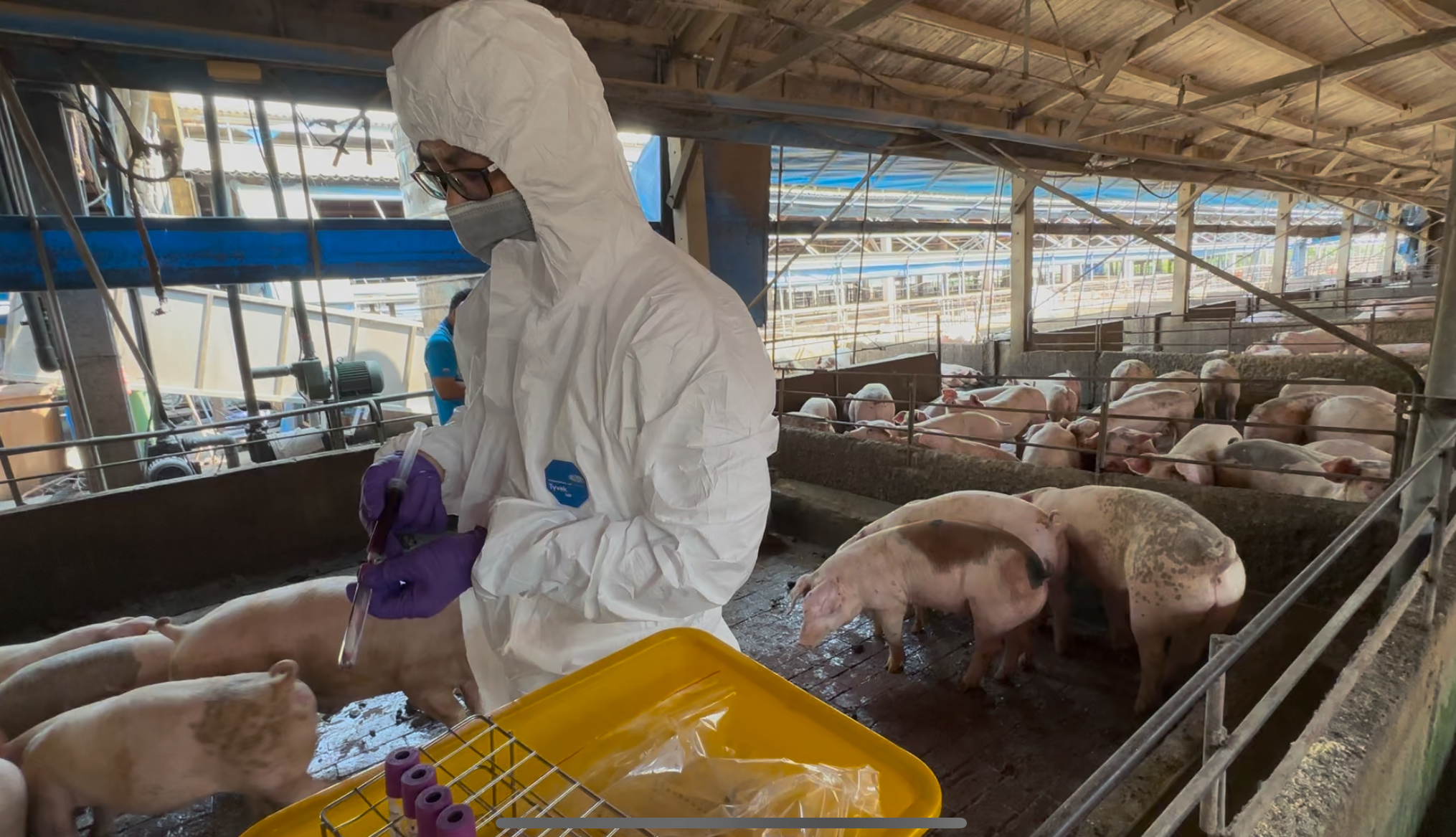 縮圖：彰化縣查獲兩場違法廚餘養豬　依法重罰、移動管制並取消申請補助資格