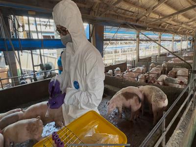 彰化縣查獲兩場違法廚餘養豬　依法重罰、移動管制並取消申請補助資格