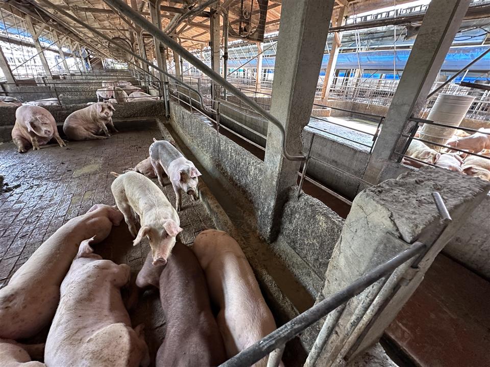 縮圖：02違法廚餘養豬