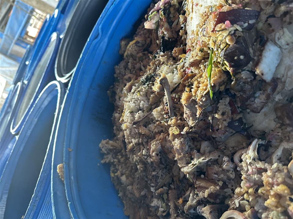 縮圖：03違法廚餘養豬