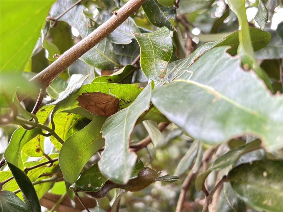 縮圖：荔枝椿象正處於休眠狀態